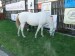 DSC02039.JPG